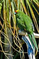 Yellow-fronted Parakeet (Cyanoramphus auriceps)