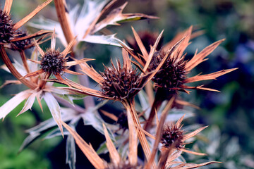 Close up dry flower seed heads