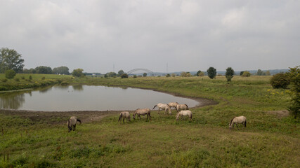 Fototapeta premium Konik horses near bridge over river Rhine in Holland