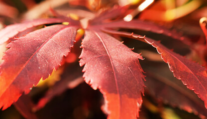 Close up red acer leaf