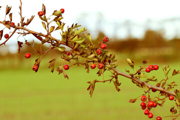 Close up hedge branch with red berries