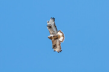 Rough-legged Buzzard (Buteo lagopus) in Barents Sea coastal area, Russia