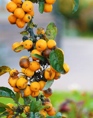 Close up yellow tree berries