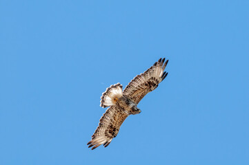 Rough-legged Buzzard (Buteo lagopus) in Barents Sea coastal area, Russia