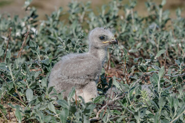 Rough-legged Buzzard (Buteo lagopus) chick at nest in Barents Sea coastal area, Russia