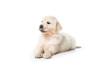 Golden retriever puppy sitting isolated