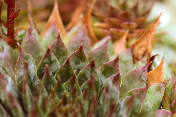 Close up red and green succulents