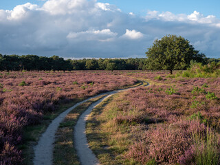 Fototapeta premium Purple blooming heather near a place called Hilversum in the Netherlands