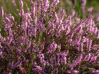 Fototapeta premium Purple blooming heather near a place called Hilversum in the Netherlands