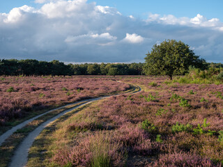 Fototapeta na wymiar Purple blooming heather near a place called Hilversum in the Netherlands