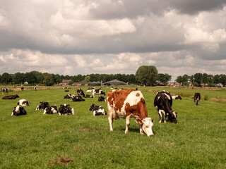 Fototapeta na wymiar Black and white cows in the meadow, the Netherlands, farm animals