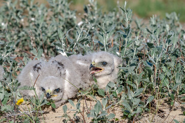 Fototapeta premium Rough-legged Buzzard (Buteo lagopus) chick at nest in Barents Sea coastal area, Russia