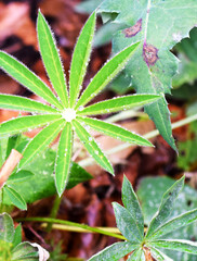 Close up lupin leaf with water beads
