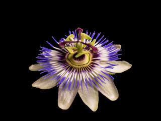 Passion flower isolated on black background