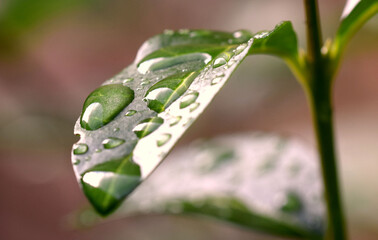 Close up green leaf with water droplets