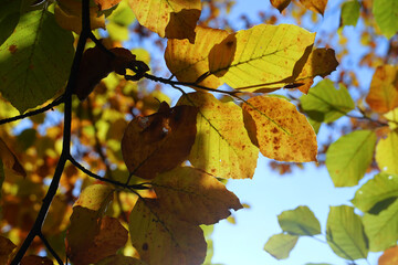 Indian Summer Leaves German Forest