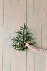 Female hands hold branches of a christmas tree on a white background
