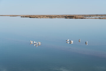 Birds in the clean lake, natural scenery.