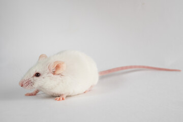 white rat isolated on white background