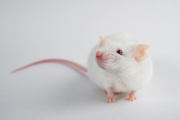 white rat isolated on white background