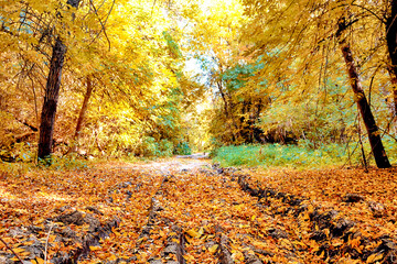 The road in the forest is covered with fallen leaves during the autumn day.