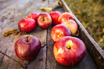 few red elstar apples on the wooden boards in the garden