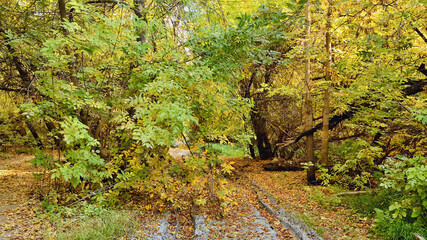 Tree branches bowed over the forest road in the autumn day.