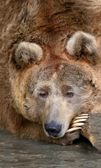The Tien Shan brown white-clawed bear put its muzzle on its paw. The animal is resting. Close-up portrait of a bear.
