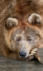 Naklejka premium The Tien Shan brown white-clawed bear put its muzzle on its paw. The animal is resting. Close-up portrait of a bear.