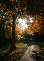 Beautiful autumn colors with late afternoon sunlight in the park