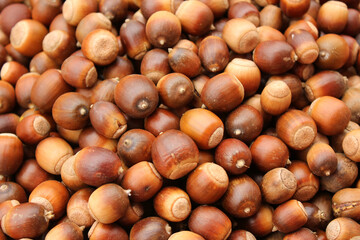 A lot of dried acorn. Autumn background