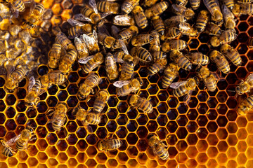 Bees are working on the honeycomb.