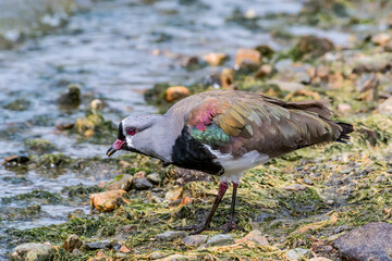 Southern Lapwing (Vanellus chilensis) in Ushuaia area, Land of Fire (Tierra del Fuego), Argentina