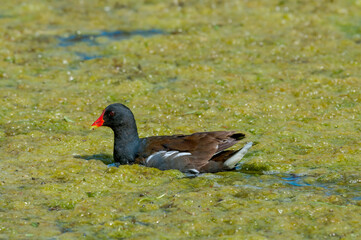 Common Moorhen (Gallinula chloropus) in park, Keil, Schleswig-Holstein, Germany
