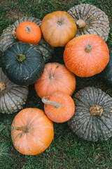 Beautiful pumpkins, texture. Collection of colorful pumpkins in the garden