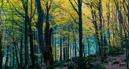 Fototapeta na wymiar Forest in autumnal dress at Bagni di Masino, Valtellina, Italy