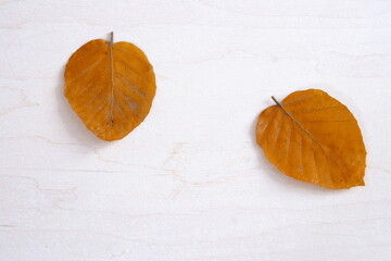 isolated autumn leaf on white wooden background