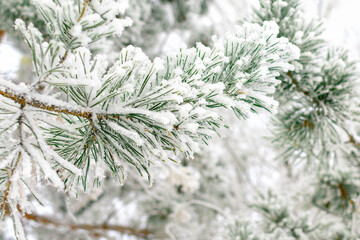 Winter cold background - pine branch with green needles covered with frosty hoarfrost and snow in the forest at sunset in the sunlight. Frozen plants after snowfall close-up.