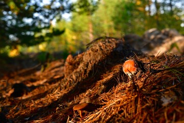 A small fly with a red cap, coming out of a pile of dry red pine needles, in the woods.