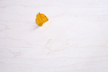 isolated autumn leaf on white wooden background