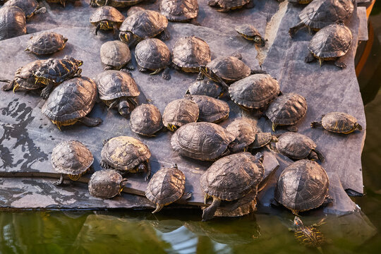 photography of turtles in the sun