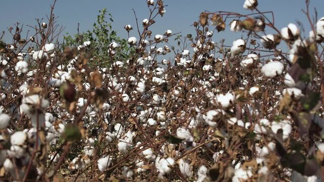 Group of dry cotton bushes with white fluffy flower bolls and leaves on twigs growing on wide field at light wind on sunny summer day extreme close view.