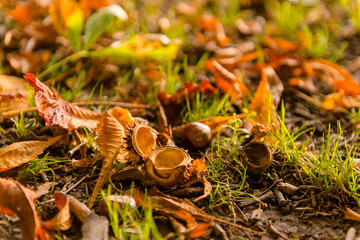 Herbstliche Impressionen aus Schleswig-Holstein im Oktober.