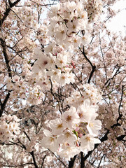 the cherry blossom in japan