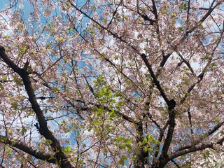 the cherry blossom in japan