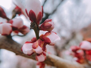 the japanese beautiful plum flower