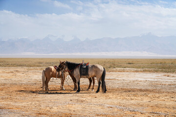 Horses on the natural ground, with mountains behind.