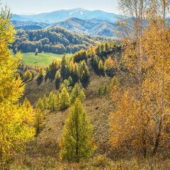 Naklejka premium Autumn view. Yellow trees on the hillside, tops in a blue haze.