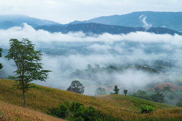 fog morning in the mountain