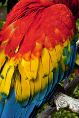 Obraz premium Scarlet Macaw (Ara macao)